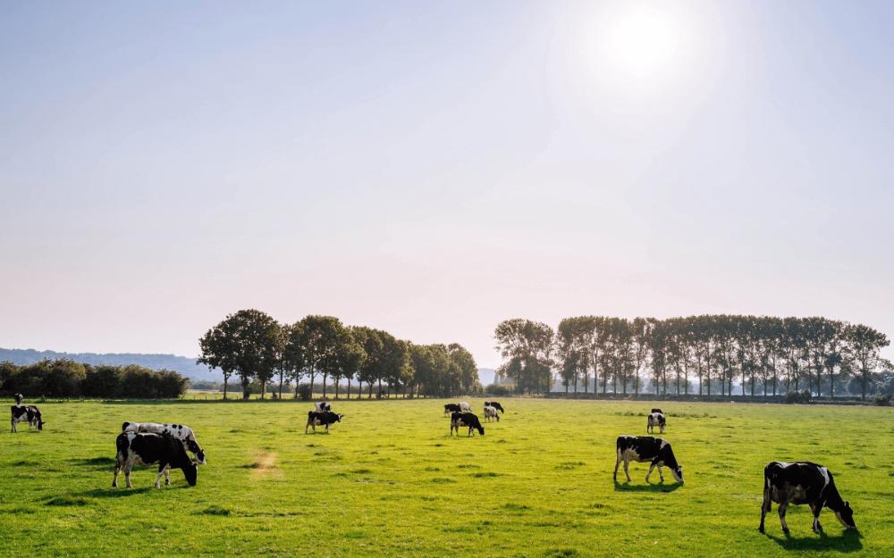 英国食品科技初创公司「Better Dairy」获 2200 万美元 A 轮融资