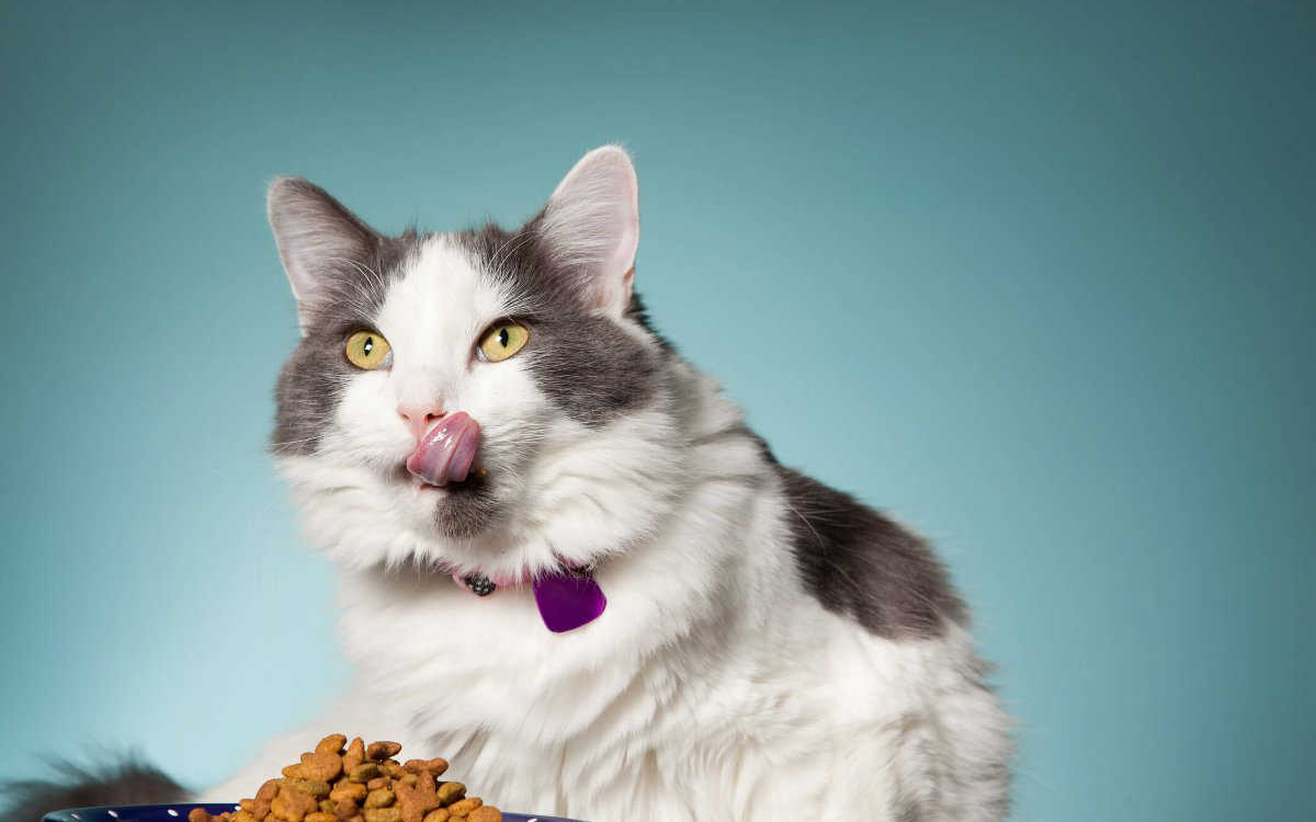 低温烘焙猫粮品牌「它赞」完成千万元级别天使轮融资