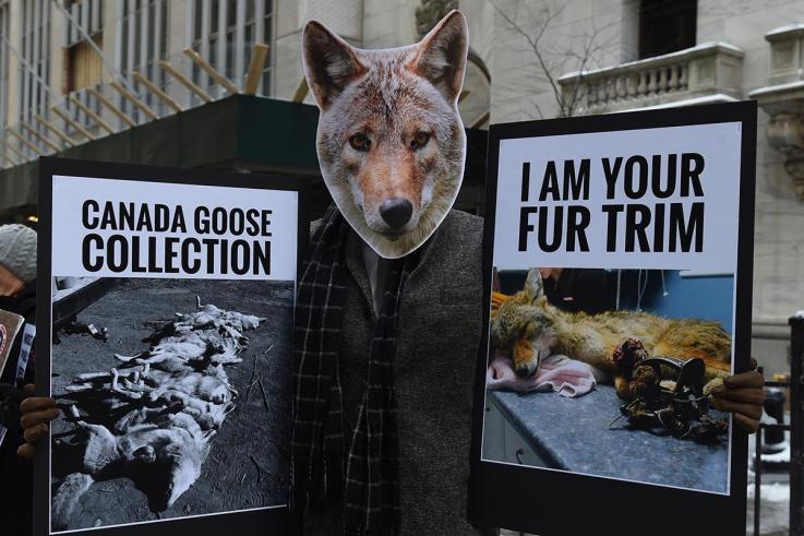 加拿大鹅遭到动物保护组织抗议